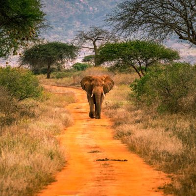 2 Nights Tsavo East & Tsavo West Safari -WTH – 017/SAF-6