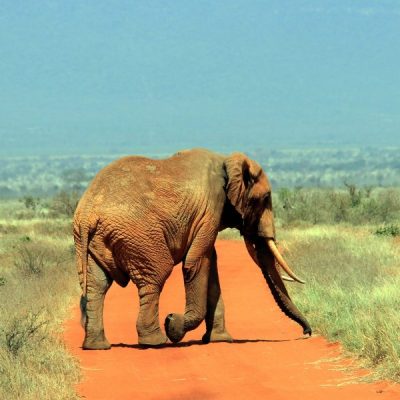 2 Nights Tsavo West National Park Safari -Code: WTH – 018/SAF-7